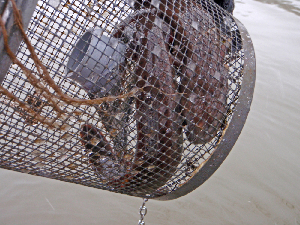 Mudpuppies in trap Chellman